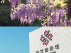 -嘉定紫藤园