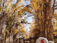 -金塔沙漠胡杨林景区