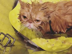 -PETKIT 小佩宠物·低压洗护·美容·寄养(安远店)