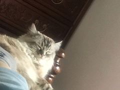 -瑞派福兴宠物医院犬猫全科·骨科·中西医结合(河东店)