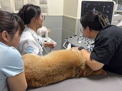 -谐和益家动物医院·免疫绝育·血液透析·宠保定点医院(高新伊藤分院)