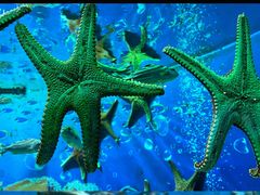-海合安成都极地海洋公园
