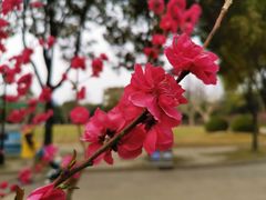 -上海市龙华烈士陵园