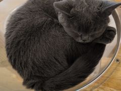 -有喵·猫咖·狗咖·30几只猫10只小狗(岗厦店)