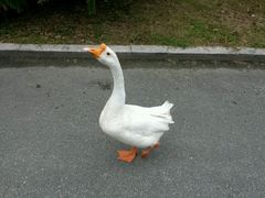 android_upload_pic-旺山景区