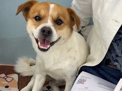 -纳吉亚猫专科动物诊疗中心(蒋宅口分院)