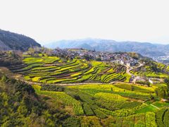 -桑洲油菜花景区