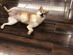 -豆柴町-柴犬主题狗咖(红鼎国际C座店)