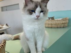 -怪兽屋·羊驼·猫咖·狗咖(俊华广场店)