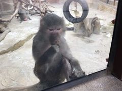 -灵玲国际马戏城