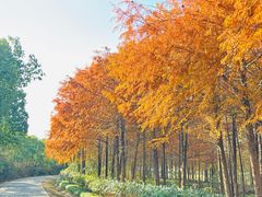 -上海海湾国家森林公园