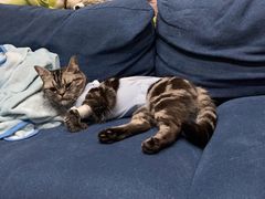 -喜多萌中农锦绣动物医院24H·猫科·牙科MRI·CT