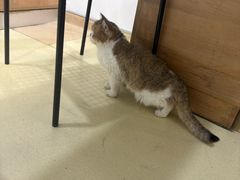 -艾贝尔宠物医院·24H转诊中心·肿瘤猫专科(江宁双龙店)