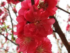 -南国桃园旅游度假区