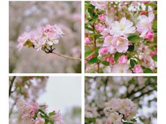 -海棠花溪(元大都城垣遗址公园)