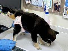 -美联众合动物医院·24h京西诊疗中心