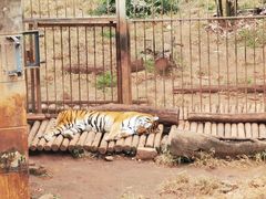 -昆明动物园