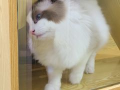 -猫十亿·布偶金渐层·曼基康矮脚猫舍(青年路店)