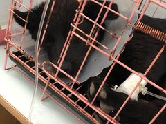 -宠福鑫康馨动物医院·骨科·眼科