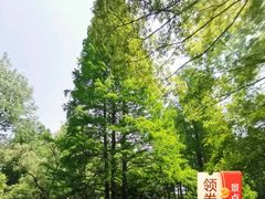 -上海共青森林公园