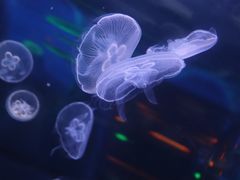 -芜湖新华联大白鲸海洋公园