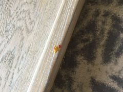 窗台上的剩菜-北京民族园葉子里酒店(鸟巢店)