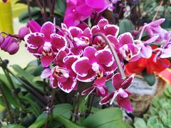 -秦美花卉(天朗·莱茵小城2期店)