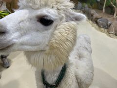 -大连圣亚海洋世界