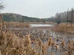 -昆山城市生态森林公园