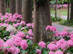 -上海滨江森林公园