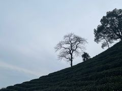 -午潮山国家森林公园