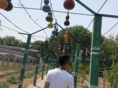 -东方巨龟苑景区