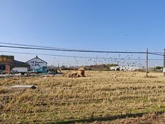 -小陆莲花蟹园农家乐(莲花岛店)