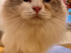 -有喵·猫咖·狗咖·30几只猫10只小狗(岗厦店)