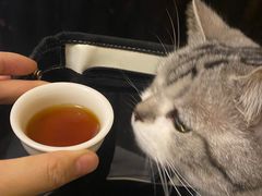 -灶咖KITCHEN