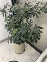 -组合发型
