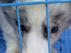 -青石桥花鸟鱼虫市场(叠翠城店)