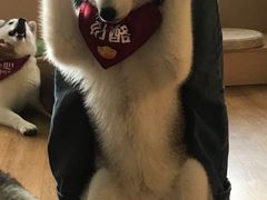 -Husky Go! 哈士奇体验馆·宠物咖啡厅狗咖