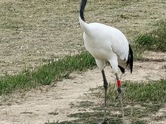 -盐城丹顶鹤湿地生态旅游区