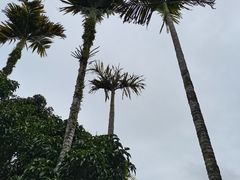 -海南槟榔谷黎苗文化旅游区