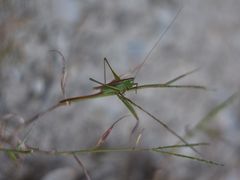 -小格里自然风景区