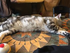 -猫猫幼稚园·撸猫·桌游·电玩