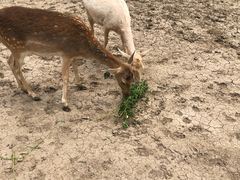 -北京麋鹿生态实验中心