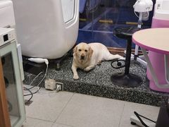 -FAELING PETS美天灵宠物(富力广场店)