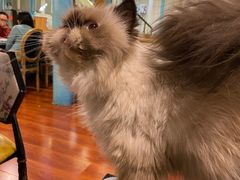 -猫小院猫主题咖啡厅(北锣店)