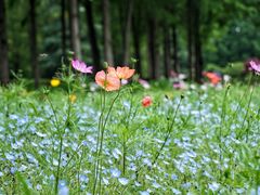 -上海滨江森林公园