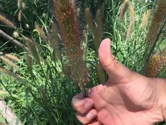 -天津东丽湖风景区