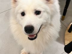 -安格丽娜·狗咖·猫咖羊驼咖(春熙路百盛商场店)