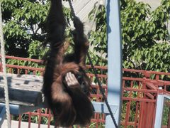 -西霞口神雕山野生动物世界