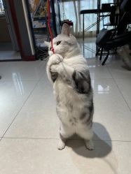 -众刺纹画·纹身·穿孔饰品·海娜定制